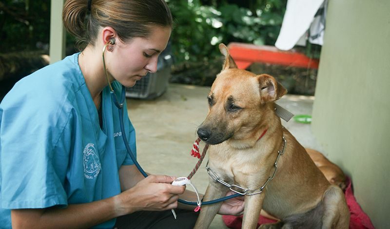 Broadreach Costa Rica: Veterinary Experience