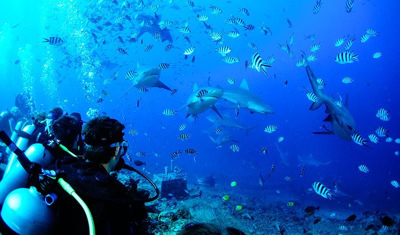 Broadreach Fiji Shark Studies