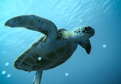 Green turtle seen on scuba summer camp in bonaire