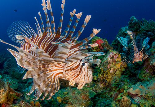 Lion fish seen on diving internship Caribbean