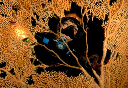 Teen diver looking at fan coral seen on red sea teen scuba summer camp