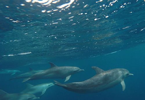 Dolphins seen in Caribbean on marine biology introductory summer camp