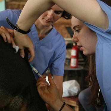 Student giving medicine to animal on vet camp in Costa Rica