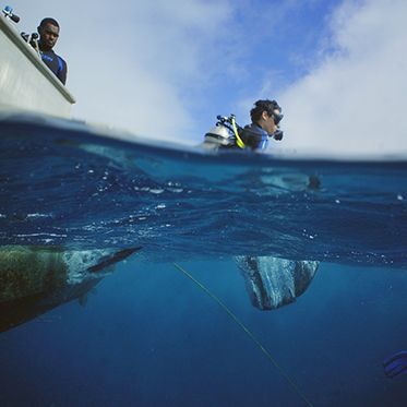 Divers jumping in for a dive on marine biology shark camp