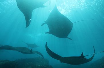 Manta rays on advanced scuba summer camp Bali
