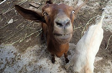 Goats Bahamas summer animal science camp Broadreach