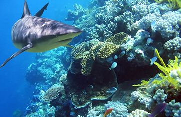 Reef shark seen on Broadreach Fiji summer shark camp