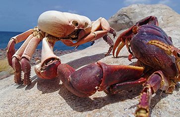 Crabs seen on Caribbean marine biology program for teens