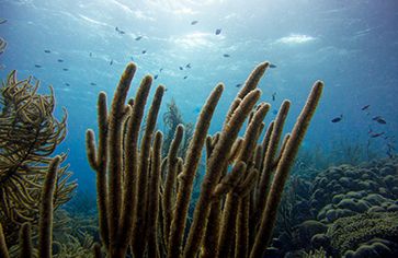 Coral seen on Caribbean scuba dive voyage
