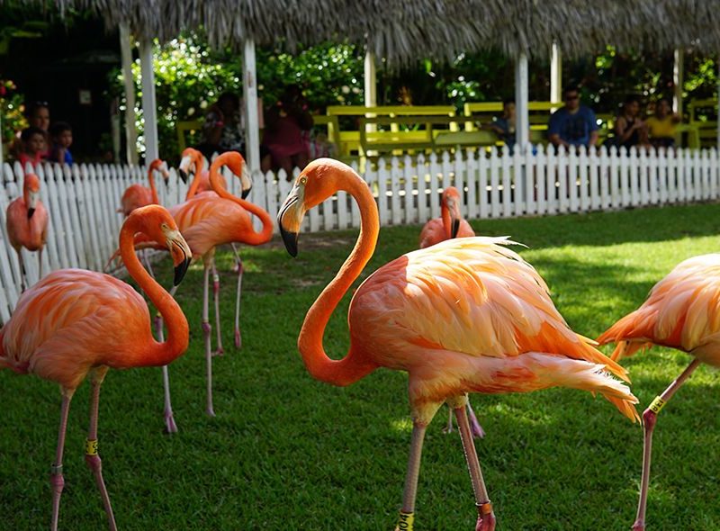 flamingoes seen on wildlife animal science camp