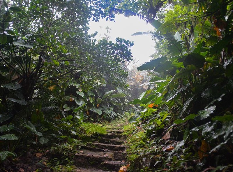 Path through Saba jungle hiked on Broadreach Caribbean program for middle schoolers
