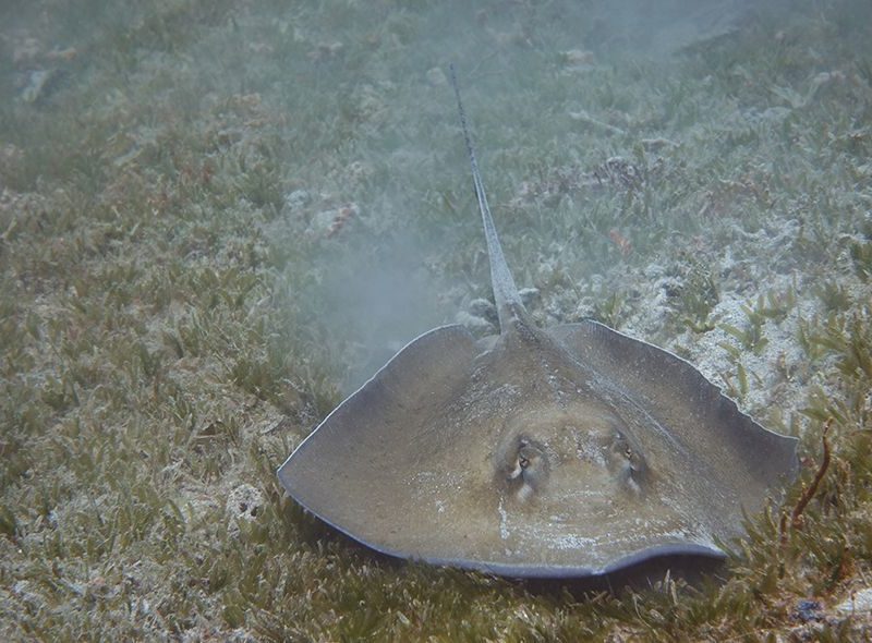 Sting ray seen on Caribbean middle school scuba adventure Broadreach