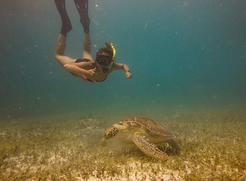 Middle school student snorkelling with green turtle on Caribbean scuba camp