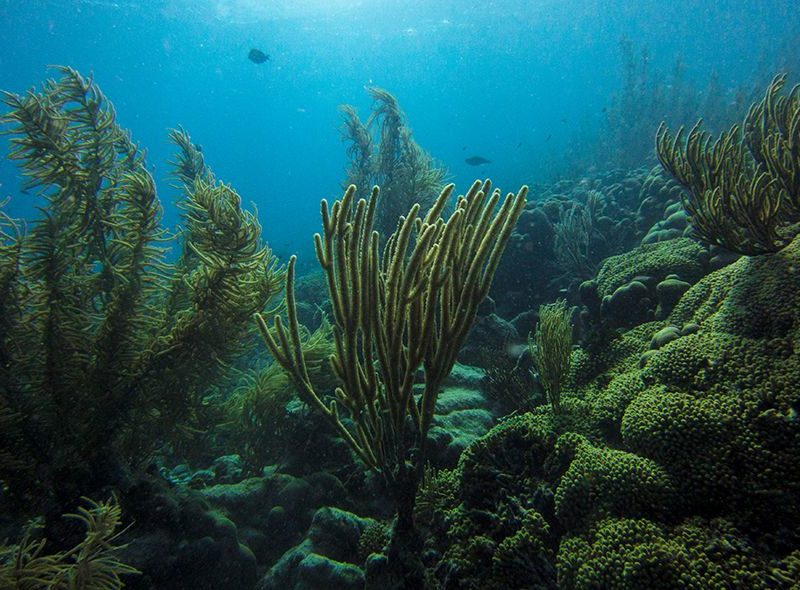 Caribbean coral reef seen on marine biology introductory summer program