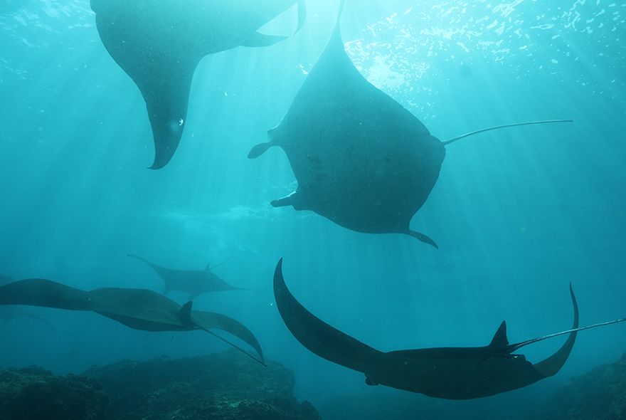 Manta rays seen on Bali scuba diving adventures for teens