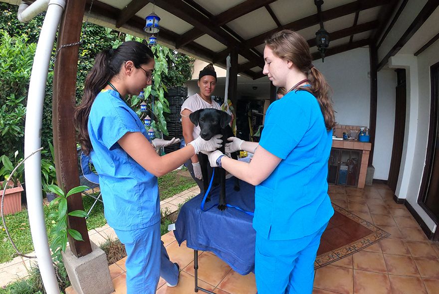 Students examining dog on veterinary medicine summer program