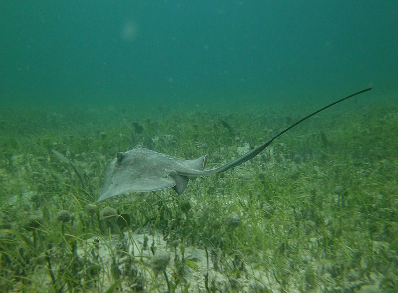 Sting ray seen on padi divemaster course and padi instructor course