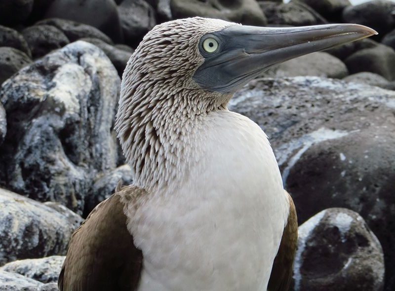 Blue footed booby seen in Galapagos high school summer camp