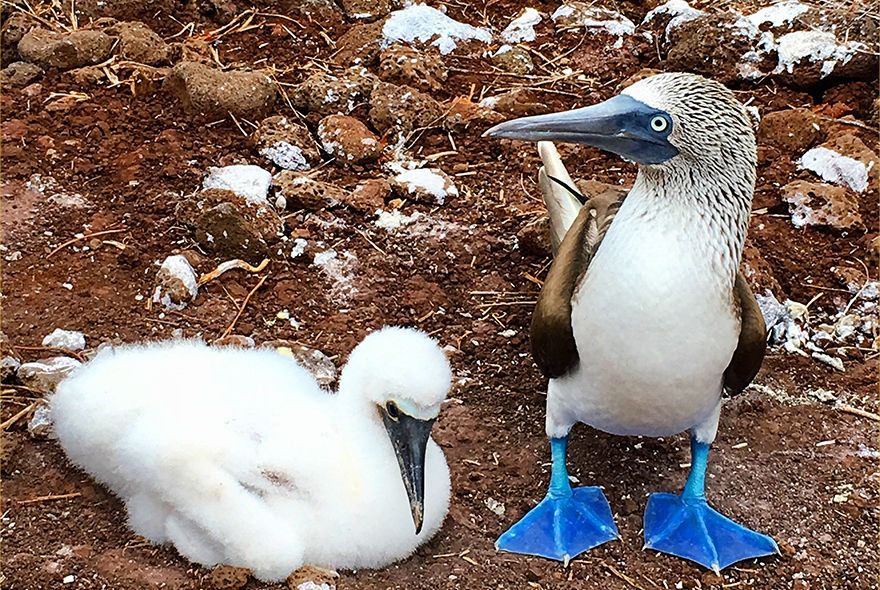 Blue-footed Boobies in Galapagos during wildlife biology and ecology teen summer program