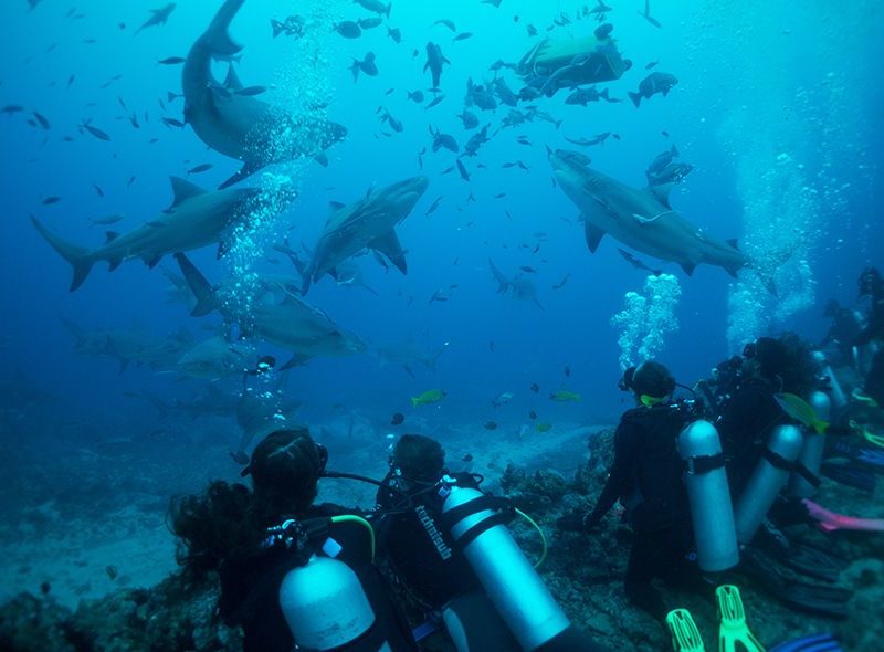 Divers watching bull sharks on marine biology shark program