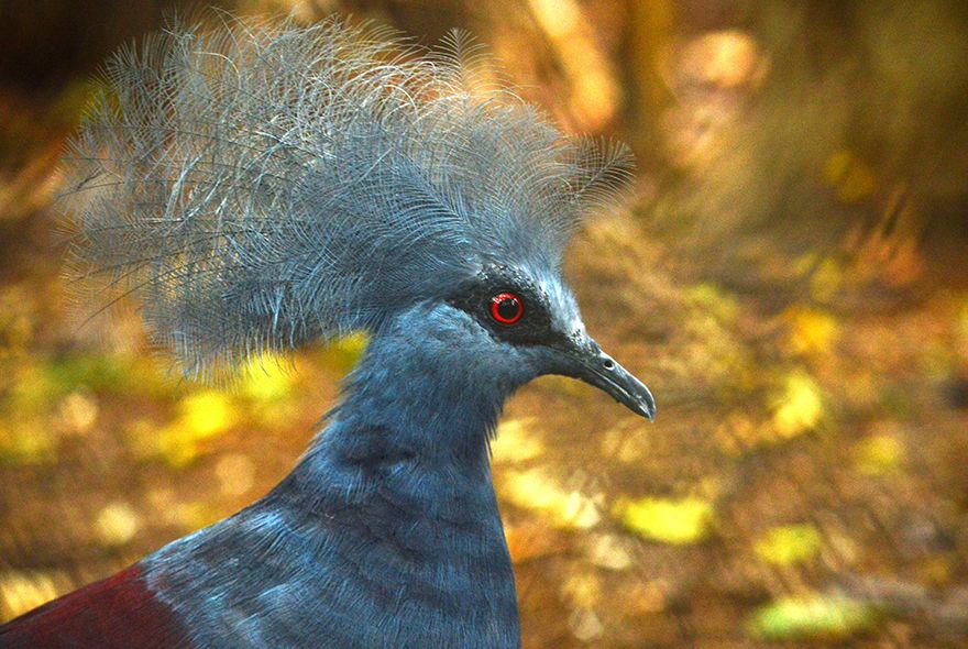 Tropical bird on vet summer program