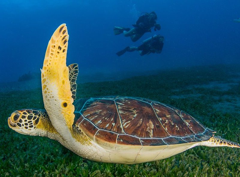 marine biology camp for high school students seeing green turtle