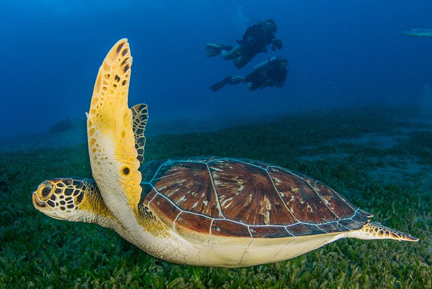 marine biology camp for high school students seeing green turtle