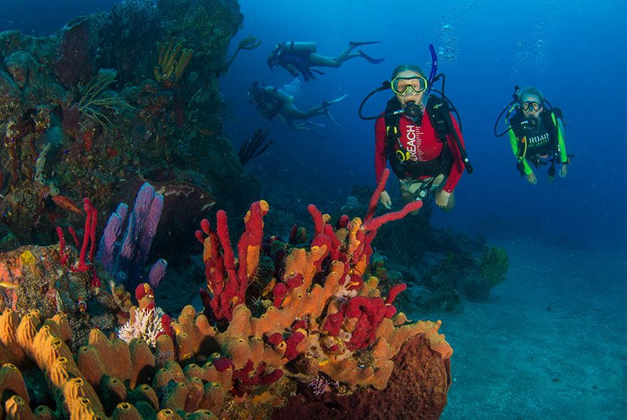 Teens scuba diving on coral reef on Broadreach scuba voyage