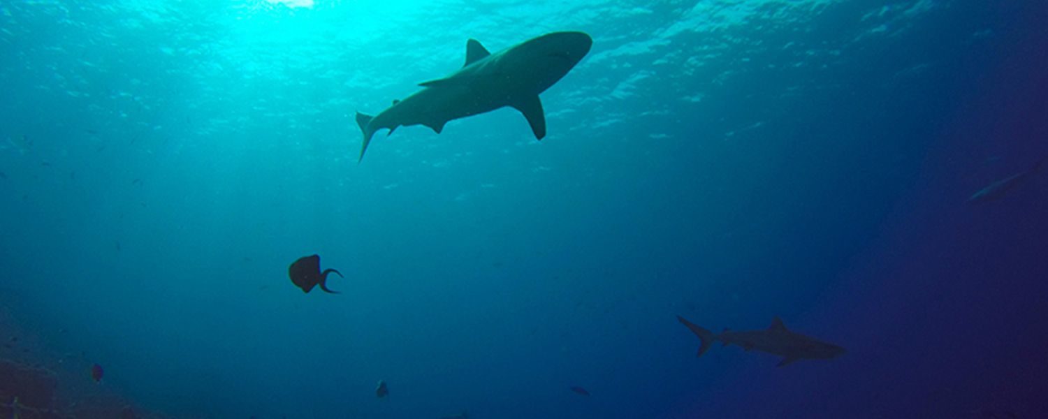 shark seen during marine biology shark summer camp in Fiji