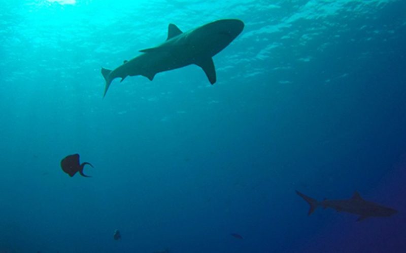 shark seen during marine biology shark summer camp in Fiji