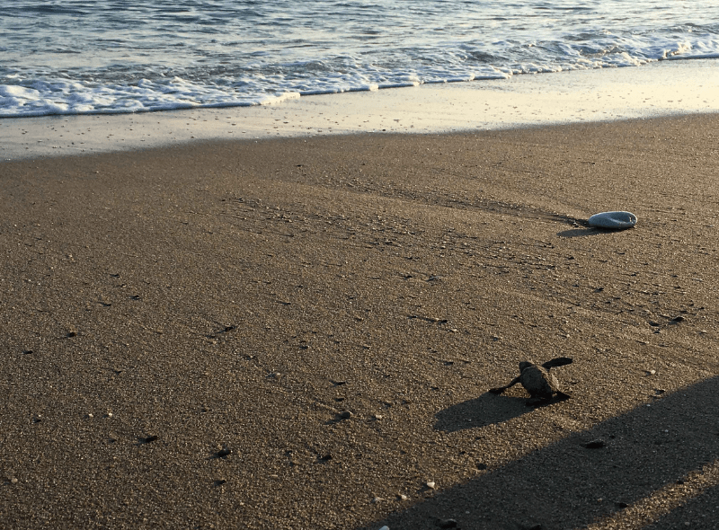 Baby sea turtle makes its way to ocean