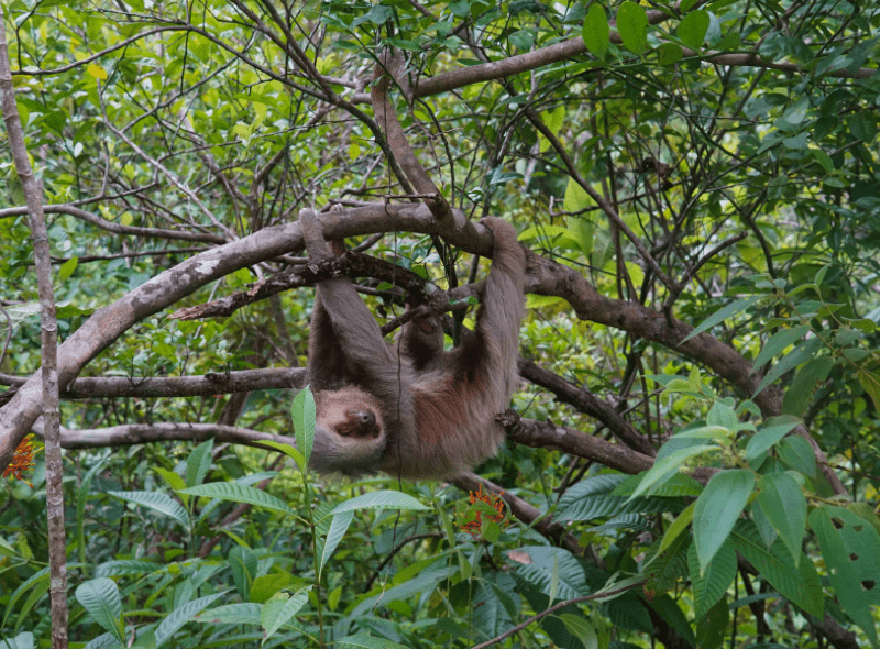 Sloth hanging from tree in Costa Rica