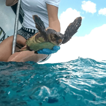 sea turtles summer camp