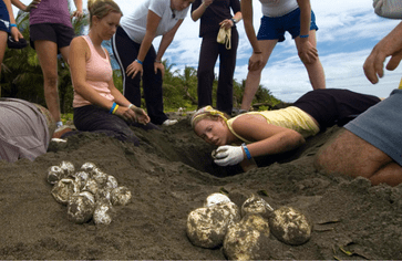 adventures in veterinary medicine with sea turtles