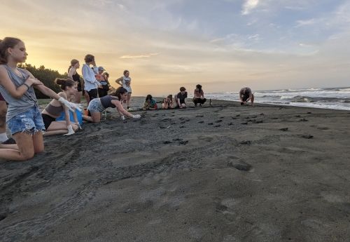high school students release sea turtle hatchlings on Costa Rica beach during summer program