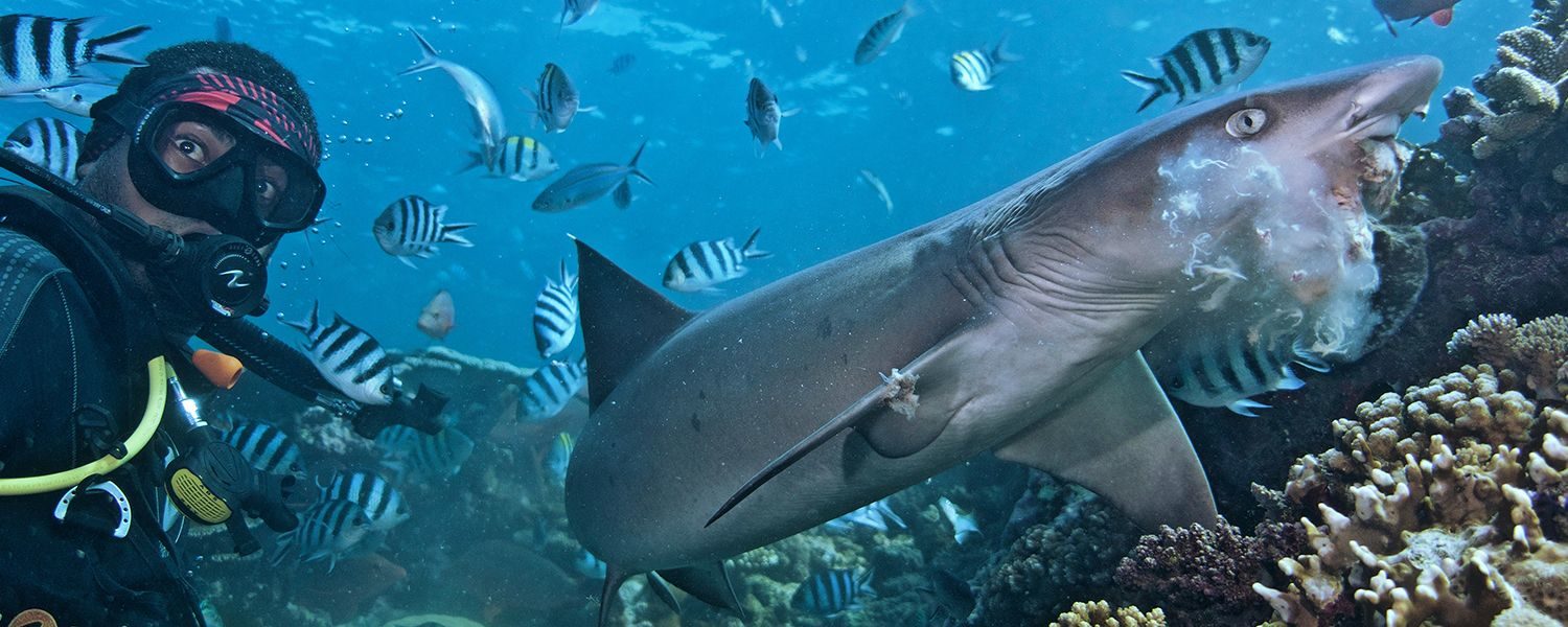 Student on a shark studies program