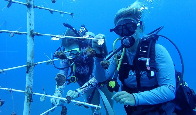 Marine biology summer programs broadreach