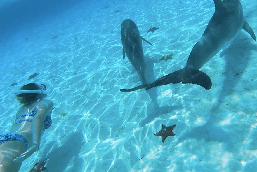 Marine biology job in Caribbean during summer position swims with dolphins 