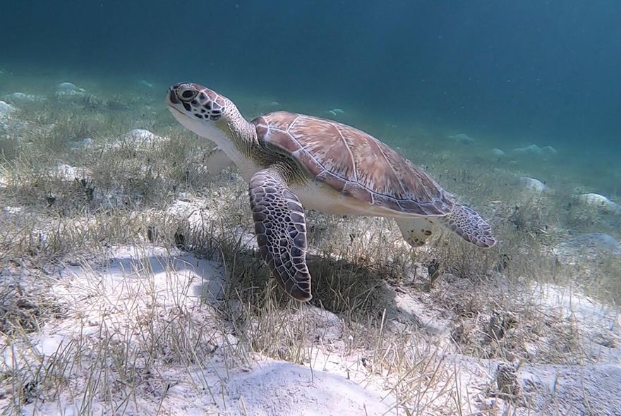 Sea turtle in Caribbean during marine biology summer jobs