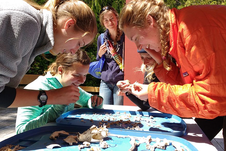 Students studying bones on camp for teens vet medicine