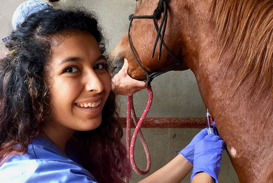 Veterinary summer job instructor assists high school student giving horse injection