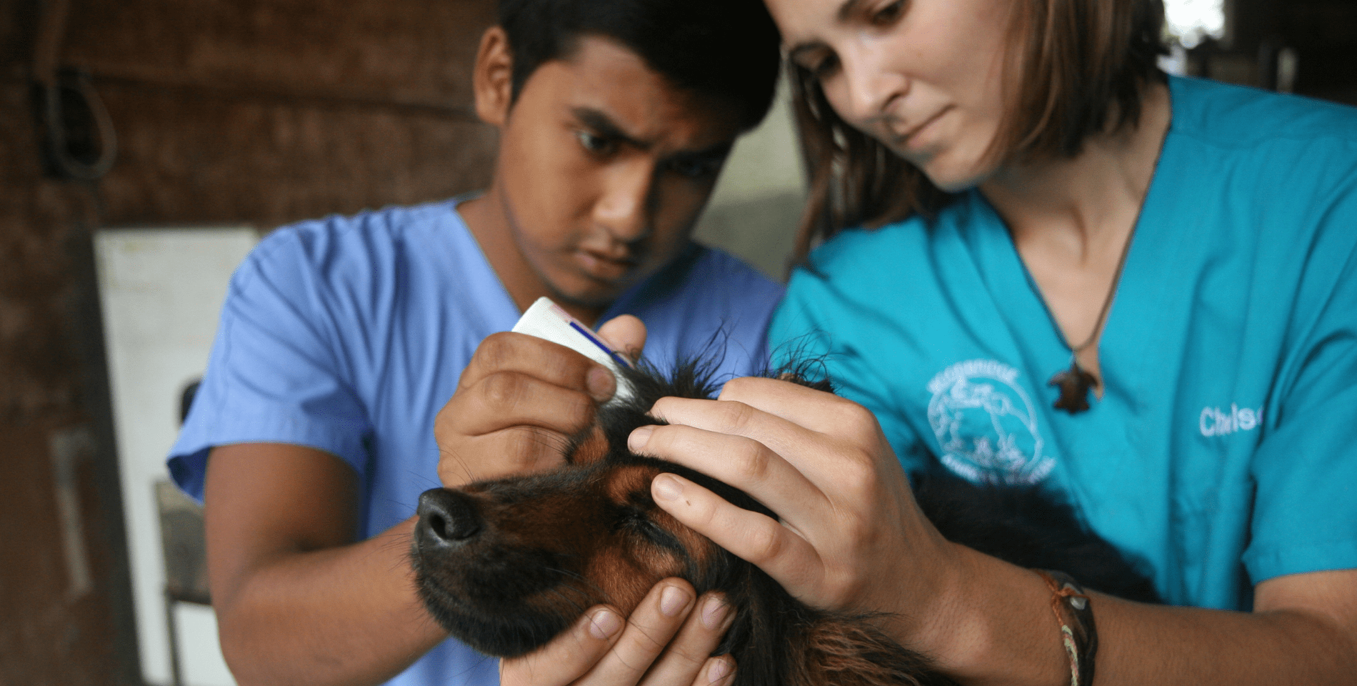 veterinary summer camp teens in clinic