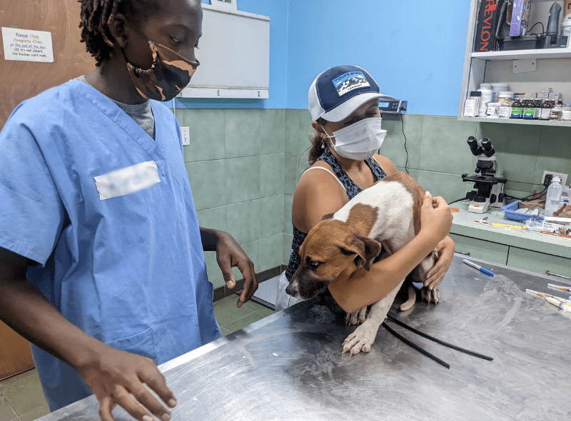 Teens and dog on examination table at Bahamas animal camp