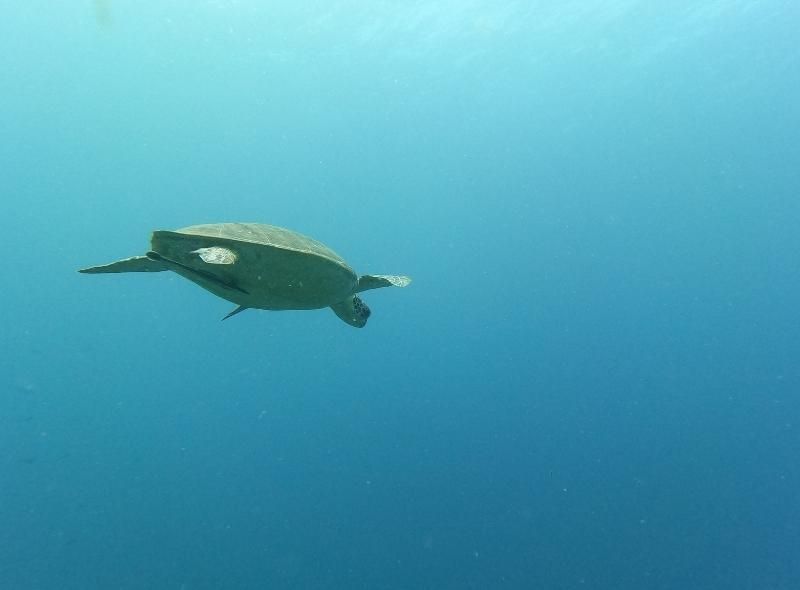 Sea turtle swimming seen on marine biology middle school trip