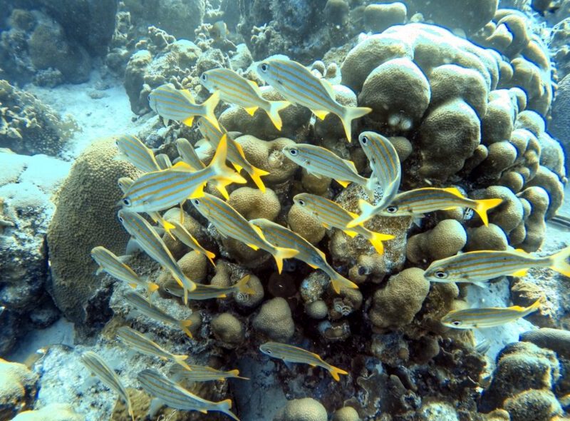 fish in the caribbean ocean on marine science summer camp