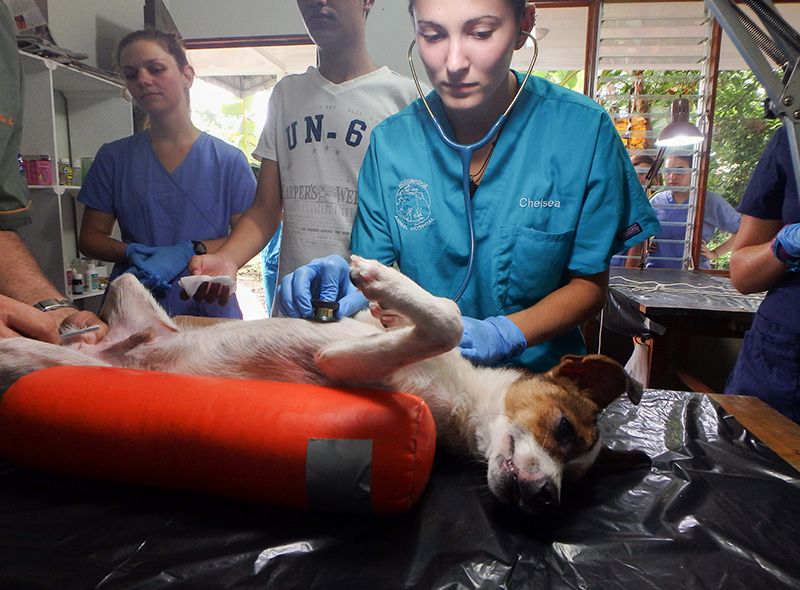 High school student uses stethoscope to examine dog while observed by peers and veterinary summer instructor