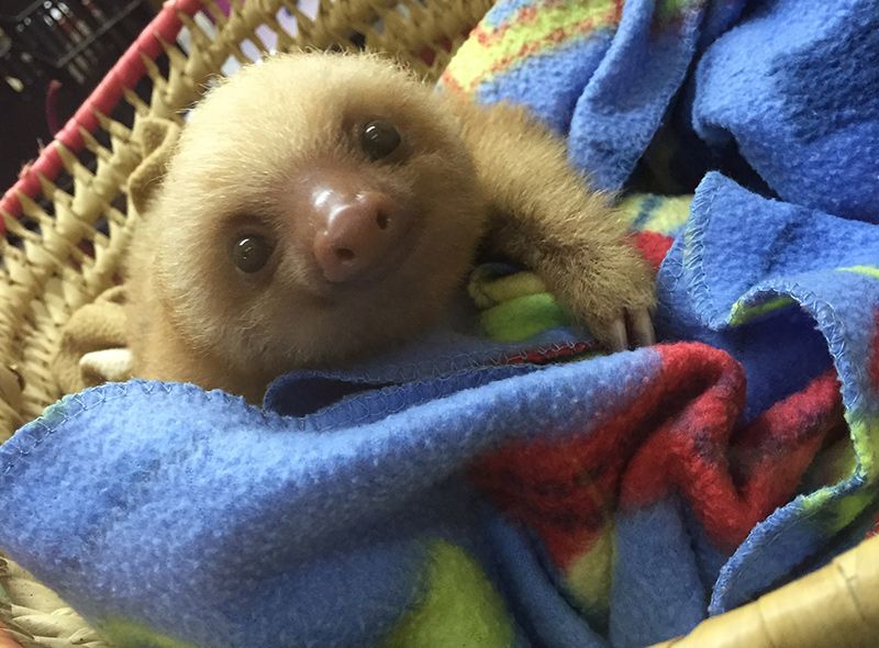 As a veterinary summer instructor, you'll work with students and animals like this sloth.