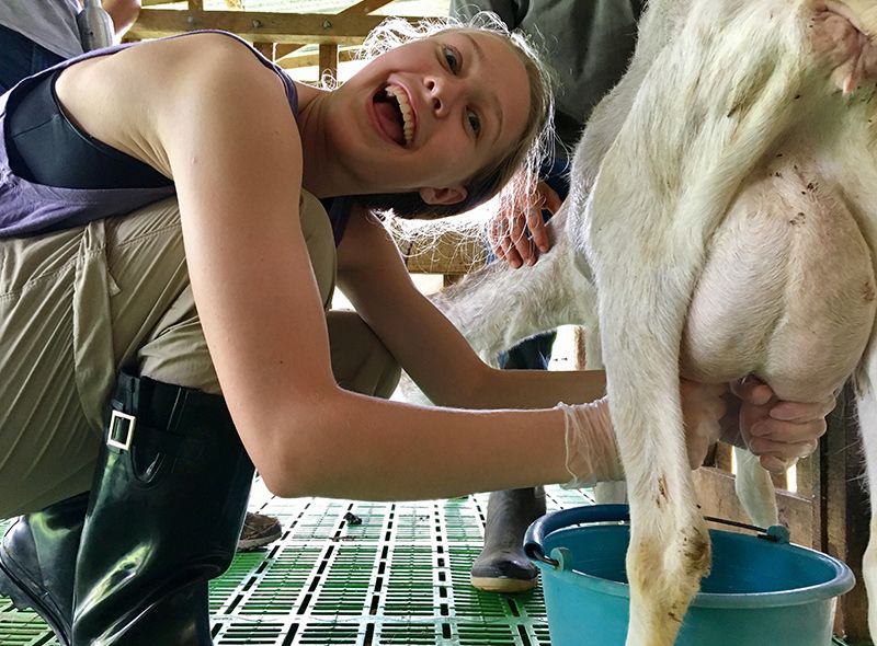 High school student milks goat under watch of veterinary summer job instructor