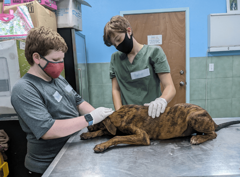 Middle school students and dog on examination table at Bahamas animal camp