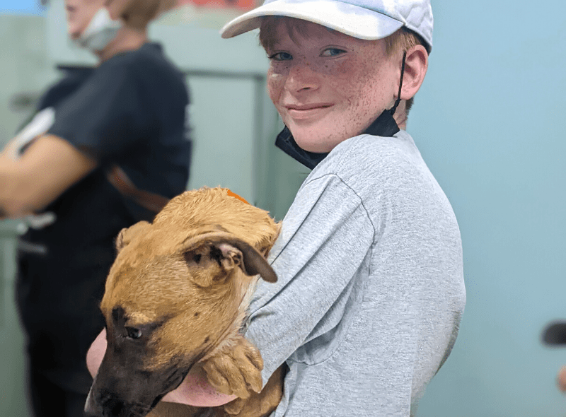 Middle school student hold dogs in exam room at Bahamas animal science camp